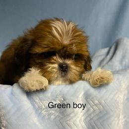Boy 2 - Sable and white male Shih Tzu puppy in Zeigler, Illinois from Dandy Little  Shih Tzu, Shih Poo's and Toy Poodles