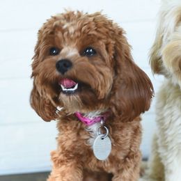 Rose - Cavapoo