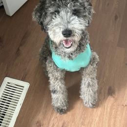 Dolly - Poodle