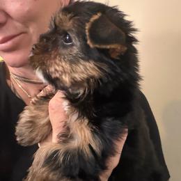Tiny Tot - Black and tan male Yorkshire Terrier puppy in Riverside, California from Playful teacups Yorkshire