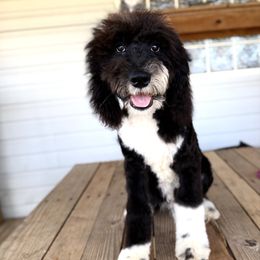 Black - Black and white male Sheepadoodle puppy in Youngstown, Florida from Wonderland’s Boujie Kennels