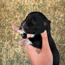 Onyx AKC - Black tri-color female Australian Shepherd puppy in Polk City, Florida from Skaky Shepherds