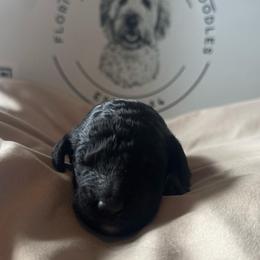 Oliver - Black male Goldendoodle puppy in Sanford, Florida from Florida Coast Golden Doodles