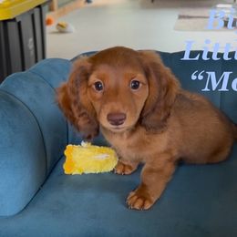 Dachshund Puppies from Michael Remen