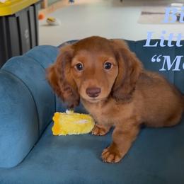 Dachshund Puppies from Michael Remen