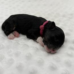 Shimmer - Tri-color female Bernedoodle puppy in La Plata, Maryland from Serenity Creek Doodles