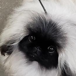 Pekingese Puppies from Tao Pekingese