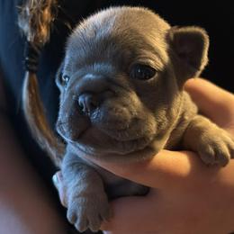 Pierre - Blue male French Bulldog puppy in Wolf Creek, Oregon from Dejah Bleu Bulldogs