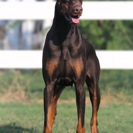 Kira - Doberman Pinscher