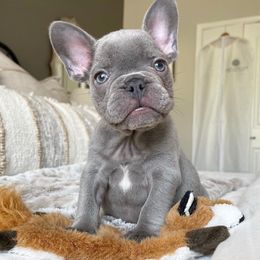 French Bulldog Puppies from Honey Bee Frenchies