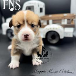 Vivian with tail - Sable female Pembroke Welsh Corgi puppy in Casper, Wyoming from Flying Note Shorties