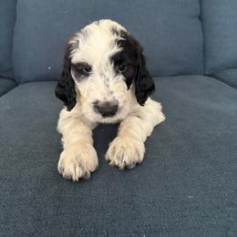 Goose - White and black male Bordoodle puppy in Indianapolis, Indiana from Indiana Bordoodles
