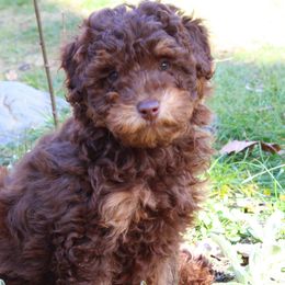 Collies, Goldendoodles, Havapoos, Labradoodles, and Springerdoodles from Oregon Valley Pups