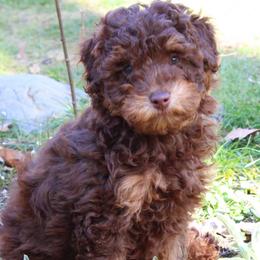 Collies, Goldendoodles, Havapoos, Labradoodles, and Springerdoodles from Oregon Valley Pups