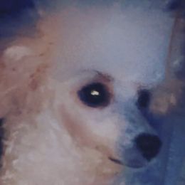 Cockapoos and Poodles from Village Toy Poos