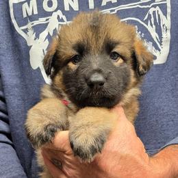 Porsche - Rose Pink girl - Fawn sable female Shiloh Shepherd puppy in Charlo, Montana from IdleWilde Shilohs