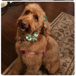 Red - Goldendoodle