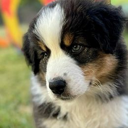 Dio - Black tri-color Australian Shepherd puppy in Silverdale, Pennsylvania from Bedtime Story Australian Shepherds