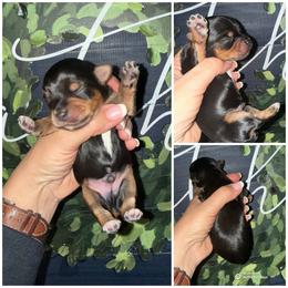 Milo - Black and gold male Yorkshire Terrier puppy in Cleveland, Tennessee from Moody’s Morkies and More