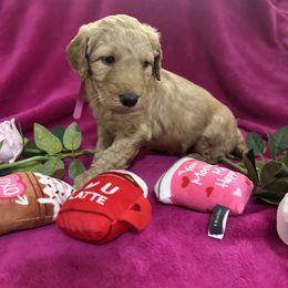 Dark Pink - Dark golden Double Doodle puppy in San Juan, Texas from Cash & June’s Double Doodles