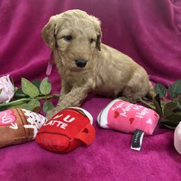 Dark Pink - Dark golden Double Doodle puppy in San Juan, Texas from Cash & June’s Double Doodles