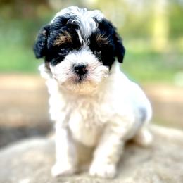 Cavapoo Puppies from Kelly Brooks