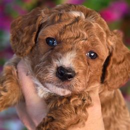 Cocoa Blue - Red  male Goldendoodle puppy in Vernon, Texas from Sugarland's Texas Goldendoodles