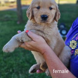 Golden Retriever Puppies from Great Golden Breeding