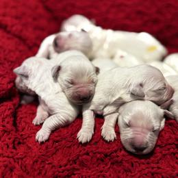 LMR Female - Light golden female Golden Retriever puppy in Willis, Texas from Lakemist Retrievers