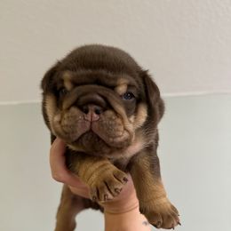 Gibbs - Chocolate tri-color male Bulldog puppy in Hernando, Mississippi from Blues City Bulldogs