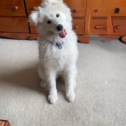 Samoyed puppies from Morning Star Samoyeds