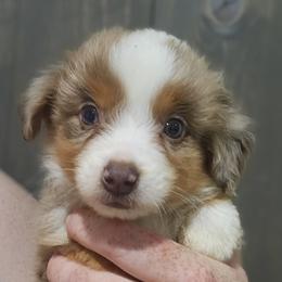 Alfie - Red merle male Miniature American Shepherd puppy in Delta, Ohio from Sunrise Miniature American Shepherds