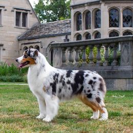Australian Shepherds and Nova Scotia Duck Tolling Retrievers from Canosia Tollers & Australian Shepherds
