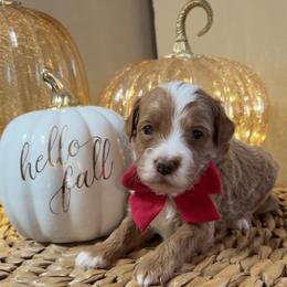 Biscuit - Red  male Goldendoodle puppy in Trenton, Tennessee from Pickard’s country Golden doodles
