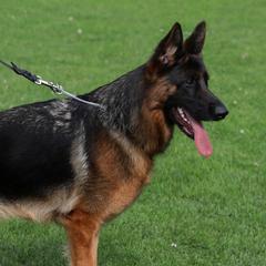 Quintessenz  - German Shepherd
