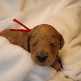 Biscotti (Red collar) - Red  female Goldendoodle puppy in Seattle, Washington from Dream Lake Doodles
