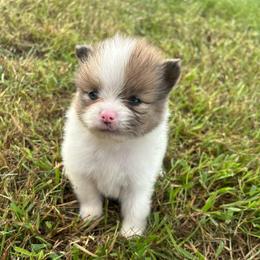 Bacon Bit - Chocolate parti male Pomeranian puppy in Somerset, Kentucky from Perez Pomeranians
