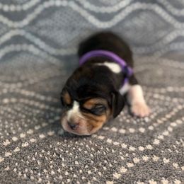 AKC Purple Male - Black tan and white male Beagle puppy in Shelley, Idaho from Idaho Beagles