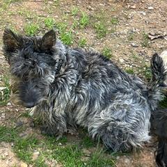 Daisy Duke - Scottish Terrier