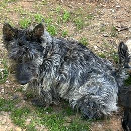 Daisy Duke - Scottish Terrier