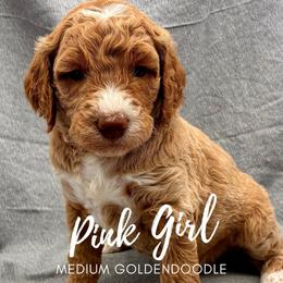 Pink Girl - Red  female Goldendoodle puppy in Travelers Rest, South Carolina from Bailey Mountain Doodles