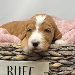 Black Male - Apricot male Goldendoodle puppy in Great Falls, Montana from Montana Goldendoodles