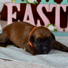 Reeces - Wheaten female Soft Coated Wheaten Terrier puppy in Kirksville, Missouri from BellSharps Australian Shepherds
