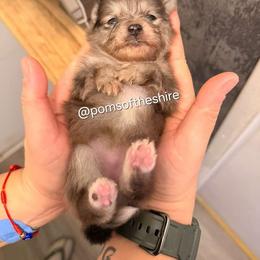 Melian - Blue merle female Pomeranian puppy in Boca Raton, Florida from Poms of The Shire