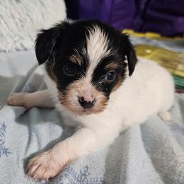 Diamond - White black and tan male Papillon puppy in Fulton, Missouri from Papillon Love