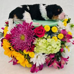 Boy 1 - Tri-color male Bernedoodle puppy in Harpers Ferry, West Virginia from Oso Perfect Poodles and Doodles