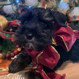 Tilly - Black female Schnoodle puppy in Kentucky from Mrs Bs Teeny Schnauzers & Doodles