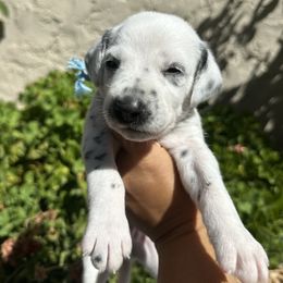 Blue collar male - White and black male Dalmatian puppy in Sacramento, California from Dream Dalmatians