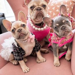 French Bulldog Puppies from Fav Frenchie Boutique