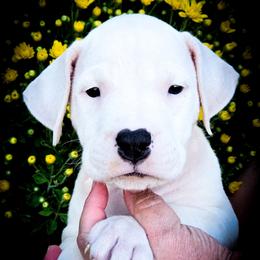 Girl 4 Galatea - White female Dogo Argentino puppy in San Diego, California from Debonair Dogos